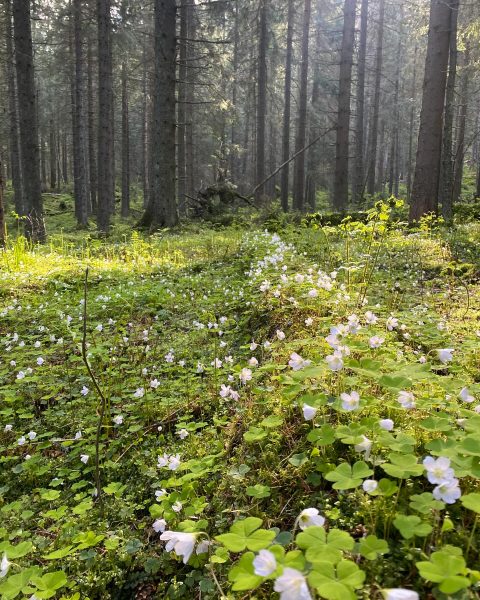 Koľko je spoločnosť ochotná akceptovať, toľko treba vyčleniť pre divokú prírodu. Zdroj: Erik Baláž