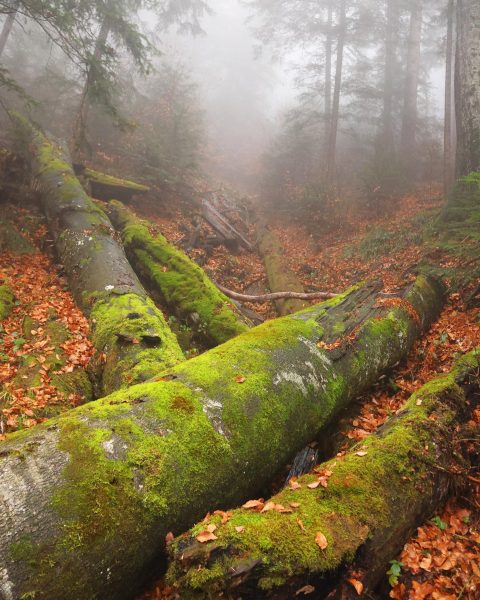 Les sa obnovuje sám aj bez pomoci človeka. Zdroj: Karol Kaliský_Arolla film