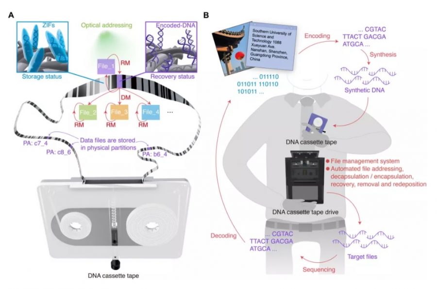 DNA ponúka extrémne vysokú hustotu úložiska – približne 455 exabajtov na gram. Zdroj: Southern University of Science and Technology in Guangdong