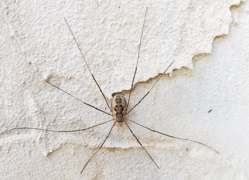 Počas dňa kosce oddychujú aj na múroch domov.