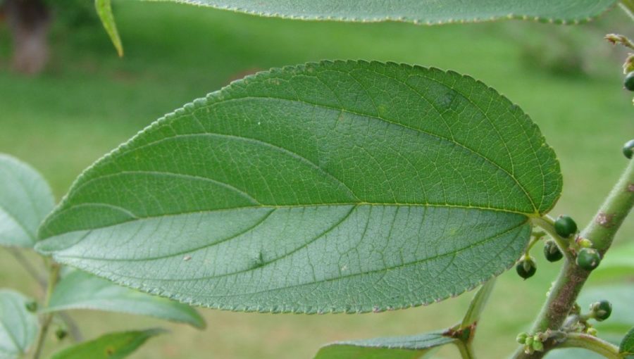 Trema micrantha. Zdroj: Wikipedia