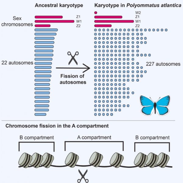 Vývoj chromozómov v atlasovej modrej. Zdroj: Wright a kol., Curr. Biol., 2025