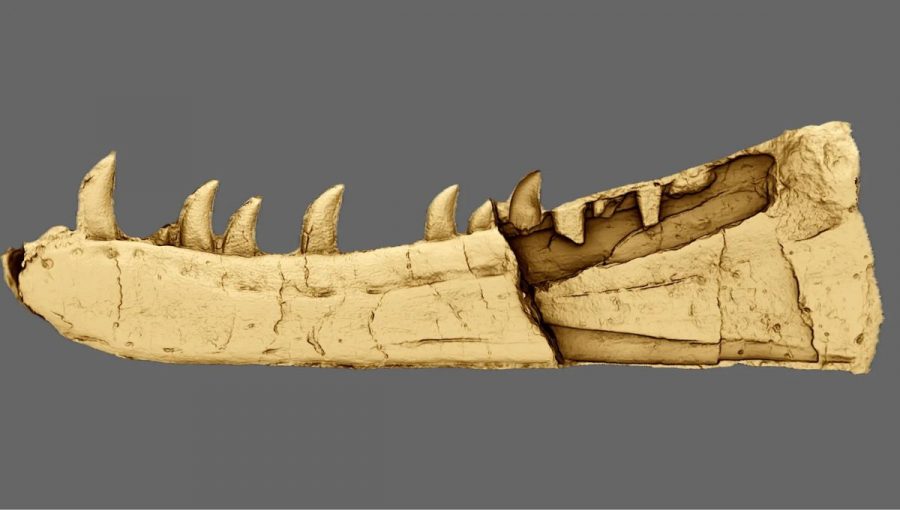 čeľusť dinosaura
