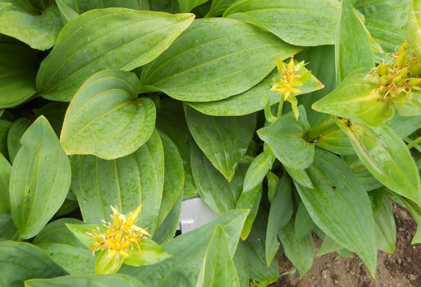 Horec žltý, listy. 