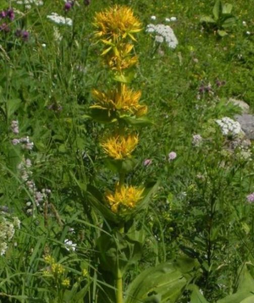 Rastlina horca žltého dorastá až do výšky jedného metra.
