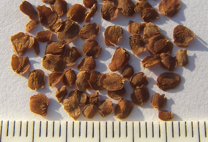 Horec žltý, semená.