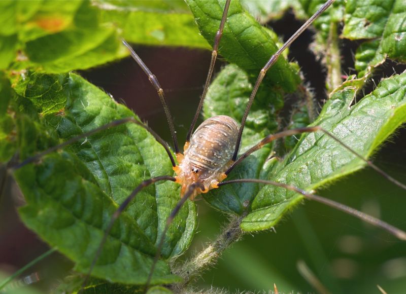Nepôvodný druh kosca Opilio canestrinii. Ilustračný obrázok.