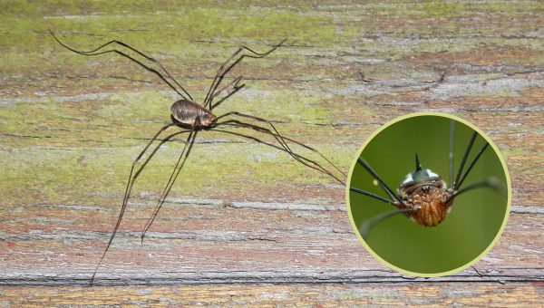 Kosce. Zdroj hlavnej foto: archív Juraj Litavský. Foto v kruhu: iStock.com/Natures_Amore