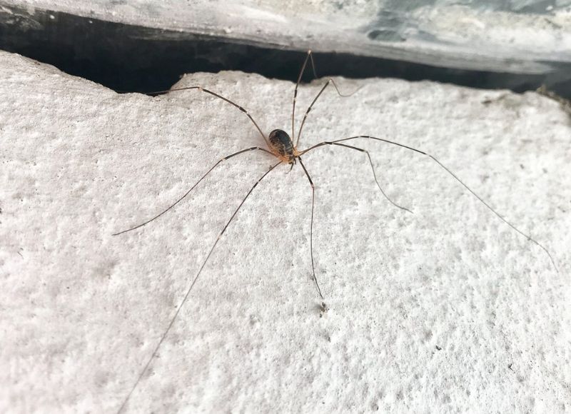 Kosec má telíčko ako kompaktnú guľôčku, kým pavúk ho má rozdelené na dve väčšie časti.