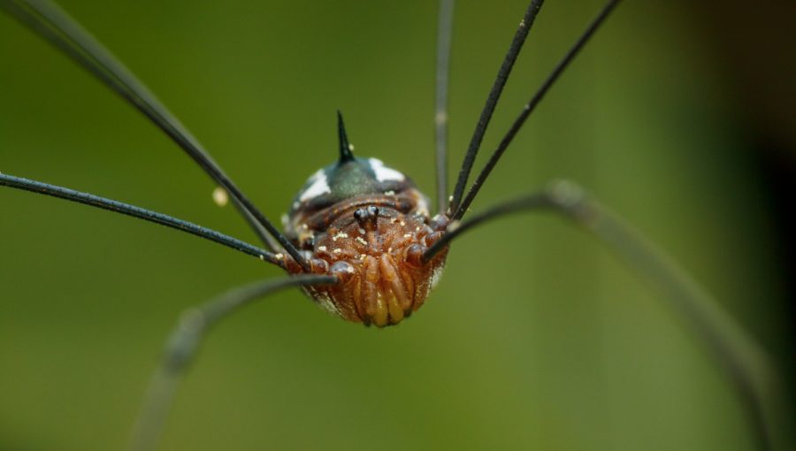 Kosec (Opiliones). Zdroj: iStock.com/Natures_Amore