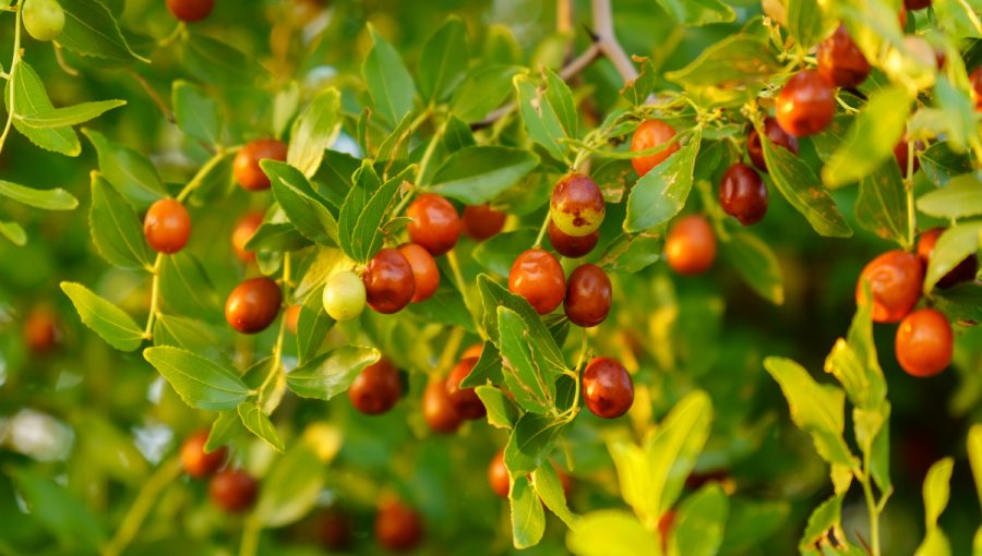 Plody jujuby. Zdroj: iStock.com/Алексей Филатов