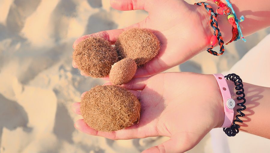 Posidónia morská. Zdroj: iStock.com/Andrey Zhuravlev