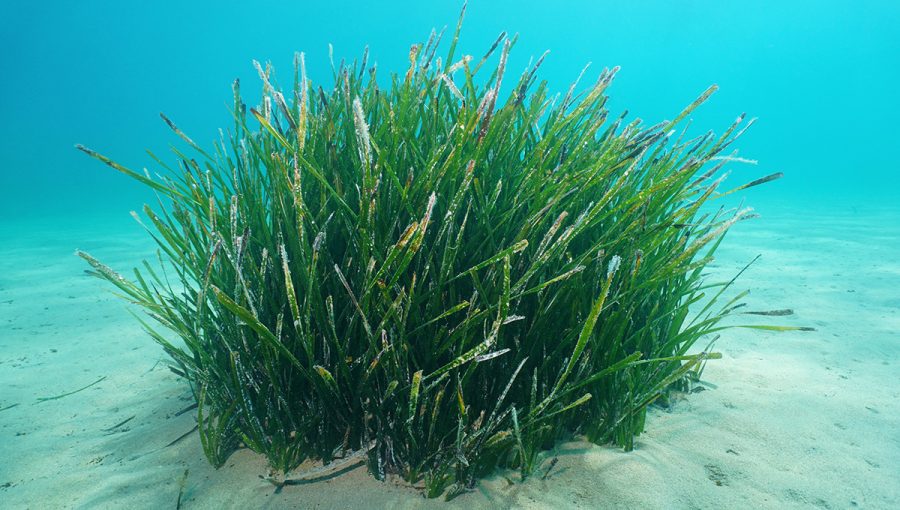 Posidónia morská. Zdroj: iStock.com/Damocean