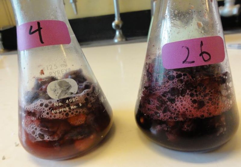 Látky, ktoré spájame s rôznymi druhmi vína, často v pôvodnom hrozne vôbec nie sú prítomné.