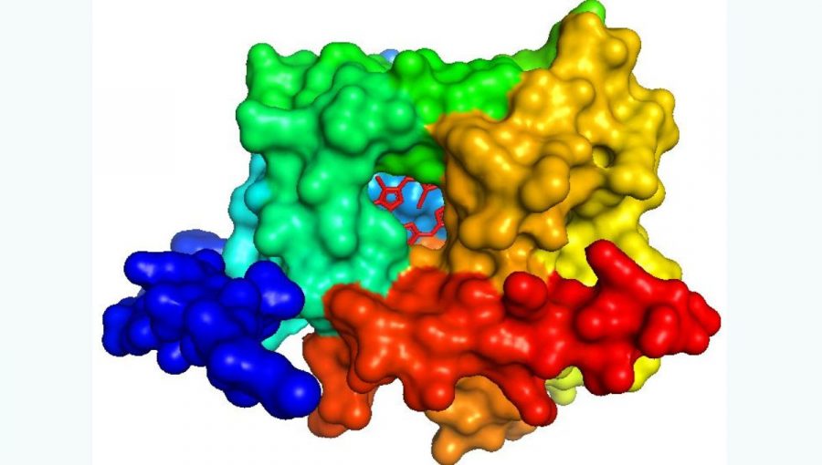 3D model nešpecifickej peroxygenázy zo zelenej riasy Closterium sp., ktorého autorom je M. Zámocký.
