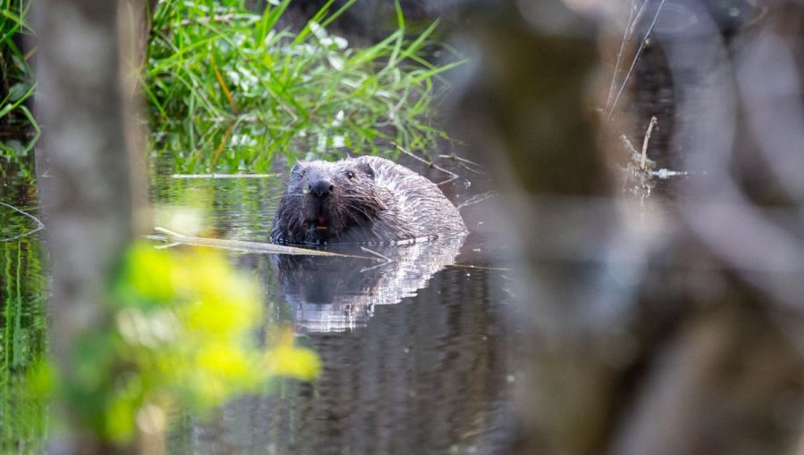 Bobor je človekom často považovaný za škodca, pritom je pre prírodu mimoriadne prospešný. Zdroj: archív Ondrej Kameniar