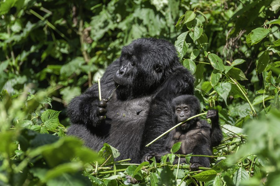 Gorila s Mláďaťom. Zdroj: iStock/Riccardo Maywald