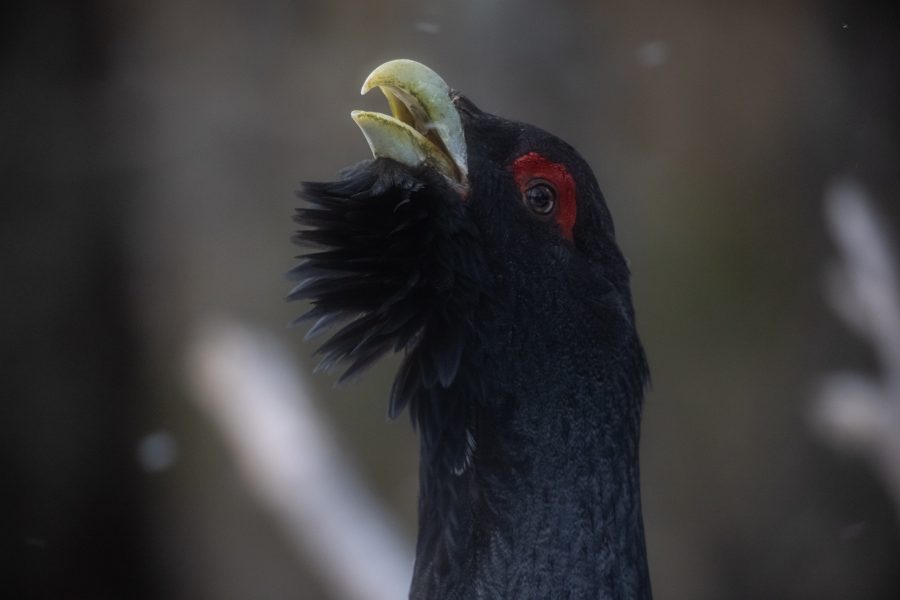 Hlucháň hôrny. Zdroj: Archív - Ondrej Kameniar