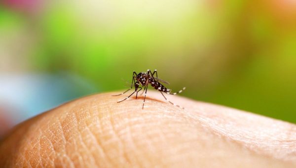 Komár. Zdroj: iStock/Noppharat05081977