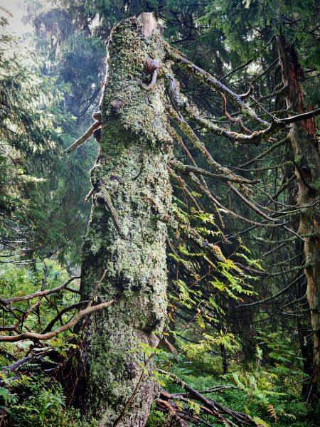 Mŕtve stromy sú domovom pre tisíce živočíchov. Zdroj: Archív - Ondrej Kameniar
