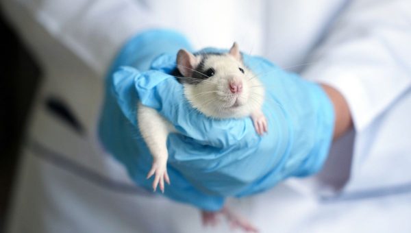 Myš v laboratóriu. Zdroj: iStock/Natalia POGODINA