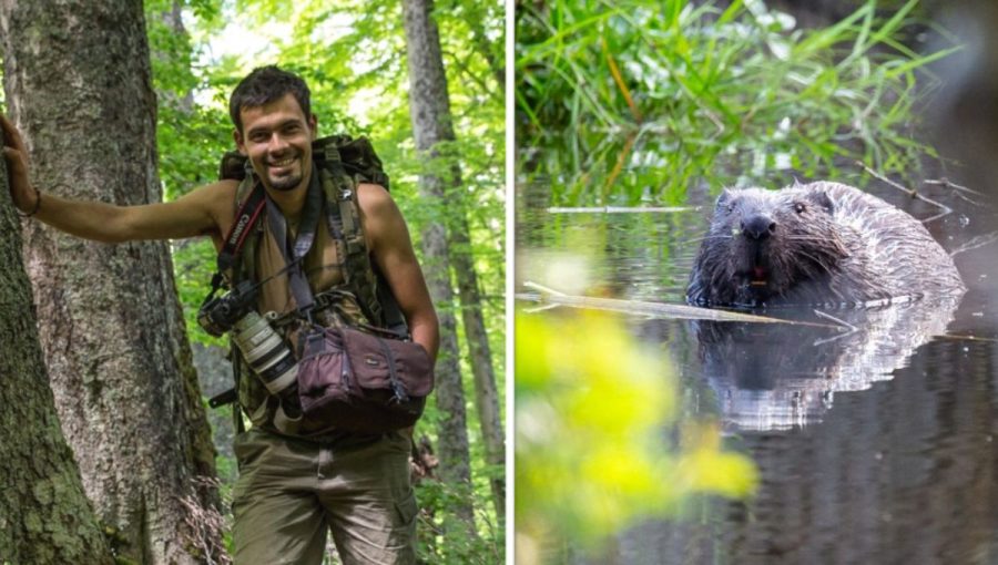 Bobor je človekom často považovaný za škodca, pritom je pre prírodu mimoriadne prospešný. Zdroj: archív Ondrej Kameniar