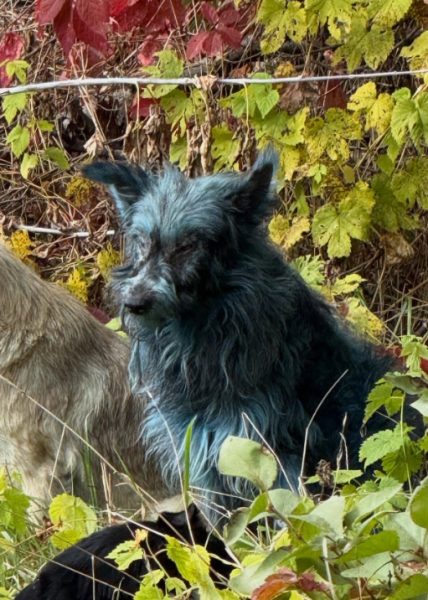 Pes v Černobyľe sfarbený modrou farbou. Zdroj: Instagram/Clean Futures Fund