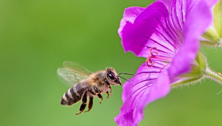 Včela medonosná letiaca na kvet pelargónie.