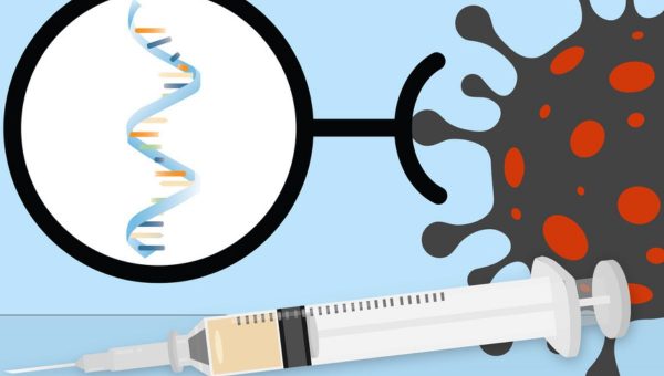 Vakcína nemení DNA človeka. mRNA je krátkodobá molekula, ktorá sa v tele po niekoľkých hodinách až dňoch rozpadne. Nepreniká do jadra bunky, kde je uložený genetický materiál. Zdroj: MIT/Christine Daniloff