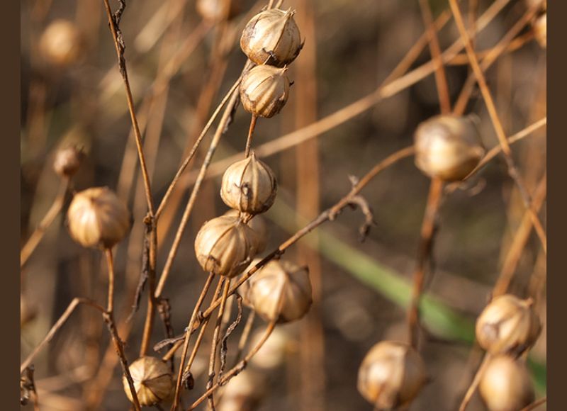 Plody ľanu siateho.