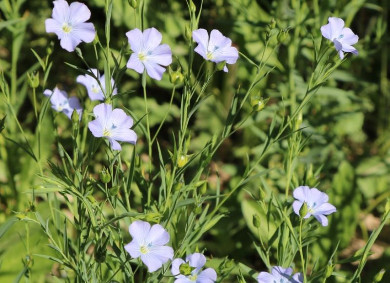 Rastlina ľanu siateho. 