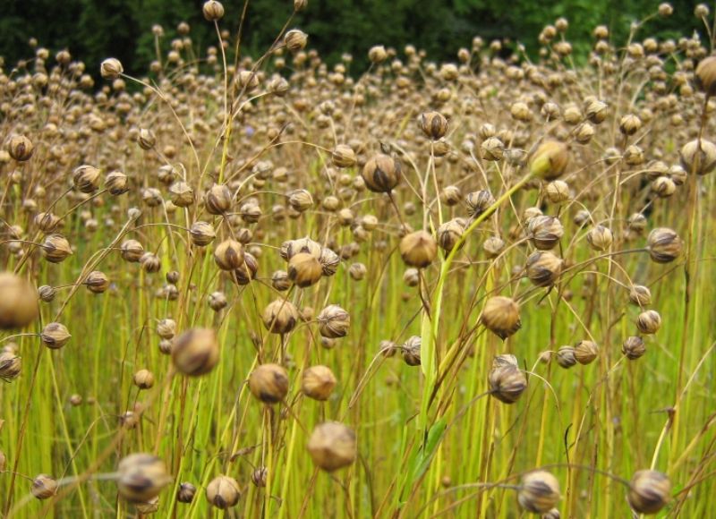 Zrelý ľan siaty má žltohnedú stonku s hnedou tobolkou.