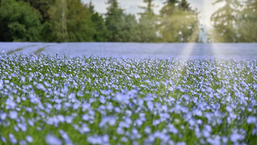 Pole rozkvitnutého ľanu siateho. Zdroj: iStock.com/Faraonvideo