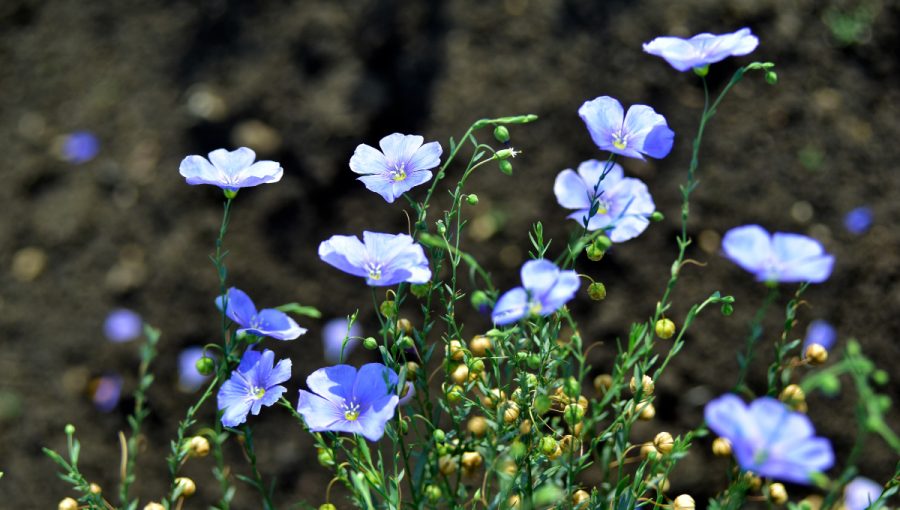 Kvety ľanu siateho. Zdroj: iStock.com/Valeriy Lushchikov