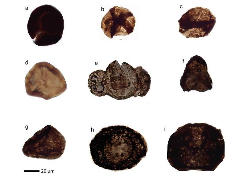 Vzorky hornín obsahujúce fosílne spóry a pele.