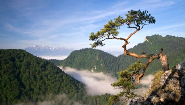 Borovica. Zdroj: iStock/wiktorbubniak