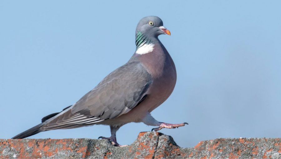 Holub. Zdroj: iStock/Janny2