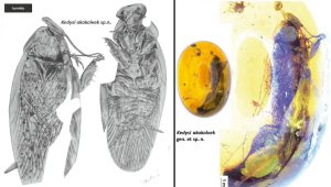 Vľavo Ilustrácia Dr. Ivany Koubovej zobrazujúca novoobjavený druh vyhynutého švába Kedysi akokolvek z dorzálneho a ventrálneho pohľadu. Vpravo fosília švába v mjanmarskom jantári.