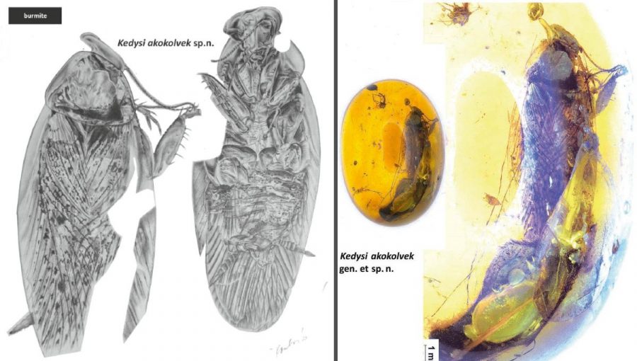 Vľavo Ilustrácia Dr. Ivany Koubovej zobrazujúca novoobjavený druh vyhynutého švába Kedysi akokolvek z dorzálneho a ventrálneho pohľadu. Vpravo fosília švába v mjanmarskom jantári.