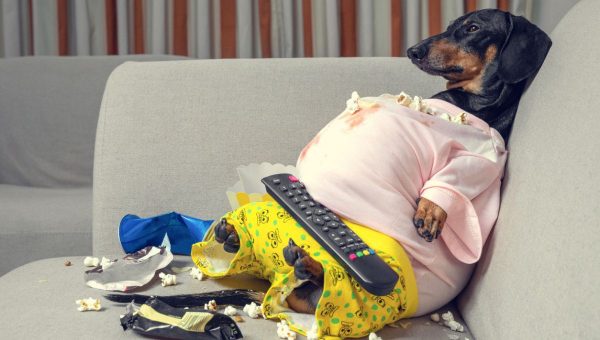 Pes v nezdravej domácnosti. Zdroj: iStock/Ирина Мещерякова