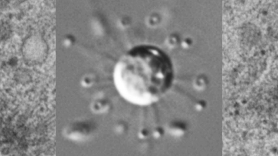 Objav Solarion arienae podnietil biológov k oznámeniu úplne novej ríše a kmeňa v strome života. Valt a kol., Nature, 2025