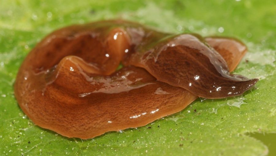 V rokoch 2022 a 2024 bol druh Obama nungara po prvýkrát zaznamenaný aj v susednom Rakúsku.