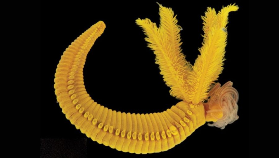 Hlbokomorský červ Paralvinella hessleri získava svoj výrazný žltý odtieň z minerálu zvaného orpiment (trisulfid arzenitý, názov vznikol z latinských slov zlato a farbivo). Ten kedysi poznali mnohí maliari, lebo im umožňoval obohatiť obrazy o prirodzenú zlatistú farbu. Dnes sa však nepoužíva, lebo je toxický a nestabilný (rozkladá sa vo vode).