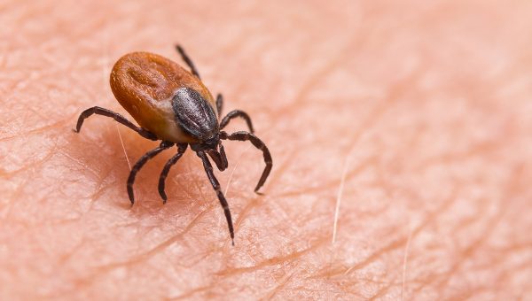 Kliešť. Zdroj: iStock.com/Ladislav Kubeš
