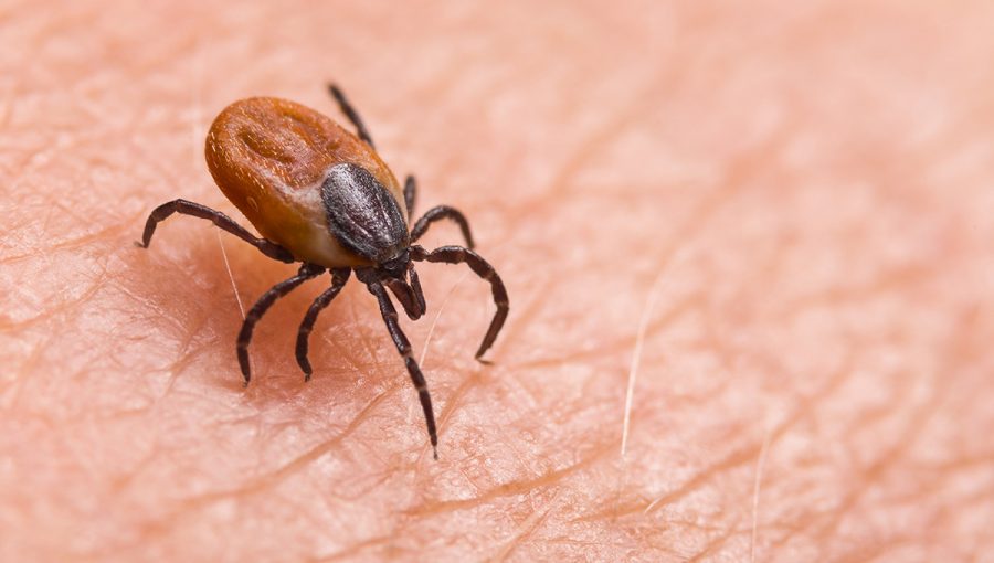 Kliešť. Zdroj: iStock.com/Ladislav Kubeš