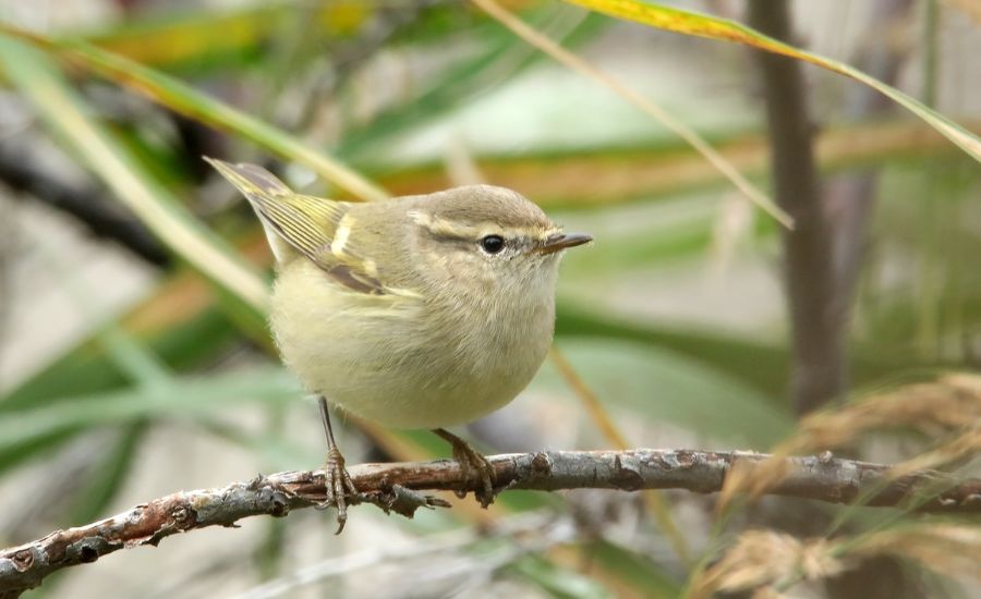 Kolibiarik stužkatý (Phylloscopus humei).
