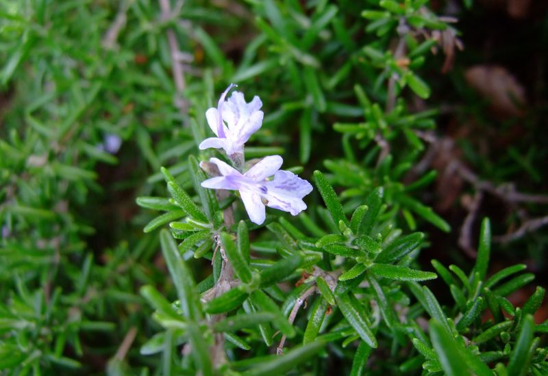 Kvet rozmarínu má modrofialovú alebo bielu korunu.