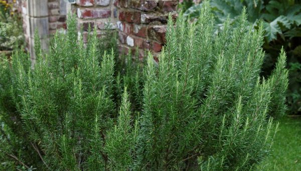 Rozmarín lekársky. Ilustračný obrázok.