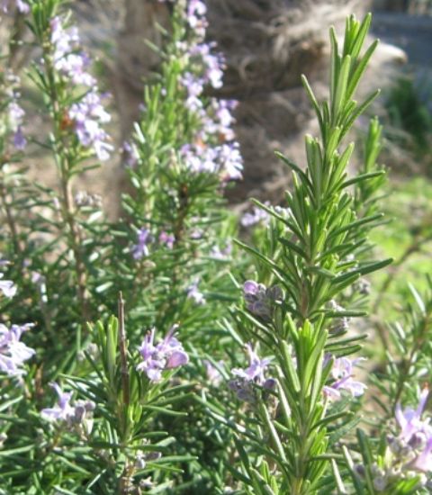 Rozmarínu sa darí v Stredomorí, odkiaľ aj pochádza.