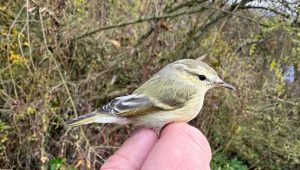 Kolibiarik stužkatý (Phylloscopus humei) bol odchytený a zdokumentovaný na ornitologickom stacionári Drienovec.